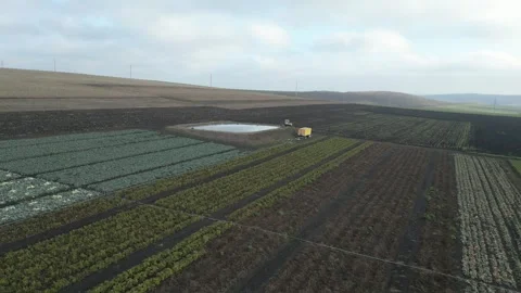 Aerial view of agricultural fields with rows of crops and a water reservoir, Stock Footage 332724036