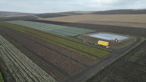 Aerial view of agricultural fields showcasing rows of crops, a water pond, and a Stock Footage 332724067
