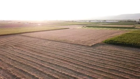 Aerial view of the agricultural fields at the sunset. The camera moves on green Stock Footage 136600197