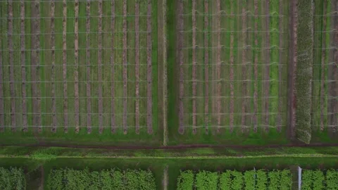 Aerial View of Agricultural Fields in Te Puke. Birds Eye View, Push Forward Stock Footage 300753197