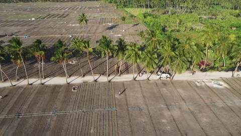 Aerial view of agricultural fields with trees, Maldives. Stock Footage 284856733