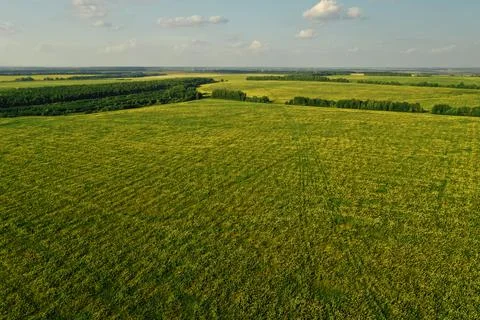 Aerial view of agricultural green fields in countryside on summer day. Land with Stock Photos