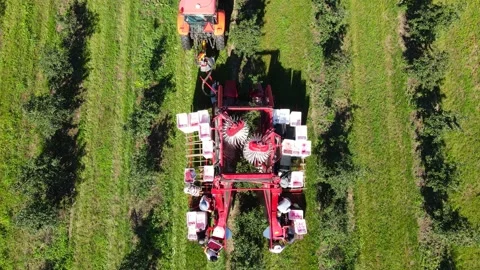 Aerial view agricultural machine picking cherries in the orchard Stock Footage