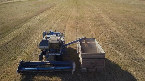 Aerial view of agricultural process of grain harvesting Video stock 95333048