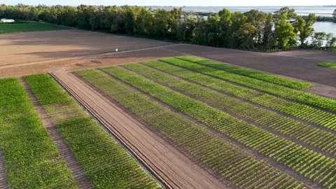 Aerial view of agricultural research fields for testing new crops Stock Footage 335861483