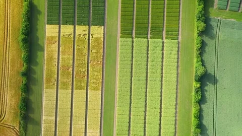 Aerial view of agricultural test fields with wheat, rye, and corn plots. Stock-Footage 285507164