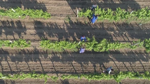 Aerial view of agricultural work on vineyard field. 스톡 동영상 133535100