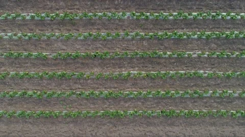Aerial View Of Agriculture. Growing vegetables in the field. Stock-Footage 155243353
