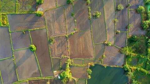 Aerial view of agriculture in rice fields to prepare planting. Stock Footage 101334923