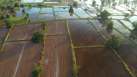 Aerial view of agriculture in rice fields to prepare planting. Видео 101334929