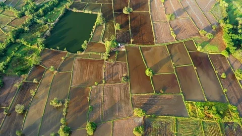 Aerial view of agriculture in rice fields to prepare planting. Stock Footage 101523704