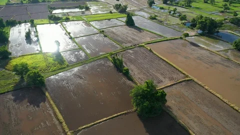 Aerial view of agriculture in rice fields to prepare planting. Stock Footage 112995217