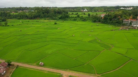 Aerial view of agriculture in rice fields for cultivation in Nan, Thailand Stock-Footage 114753198