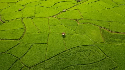 Aerial view of agriculture in rice fields for cultivation in Nan, Thailand Vidéo 114756948
