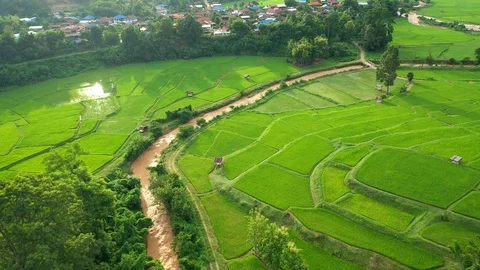 Aerial view of agriculture in rice fields for cultivation in Nan, Thailand Vídeo Stock 116036611