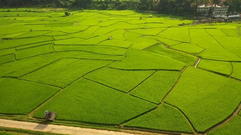 Aerial view of agriculture in rice fields for cultivation. Natural the texture  Stock-Footage 117283496