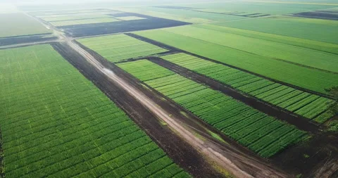 Aerial view of agriculture in rice fields for cultivation. Natural the texture Stock Footage 123778971