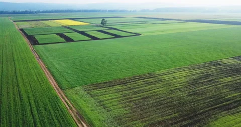 Aerial view of agriculture in rice fields for cultivation. Natural the texture Stock Footage 123780388