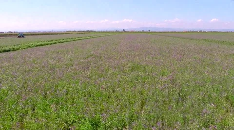 Aerial view of Alfalfa field Stock Footage 40284881