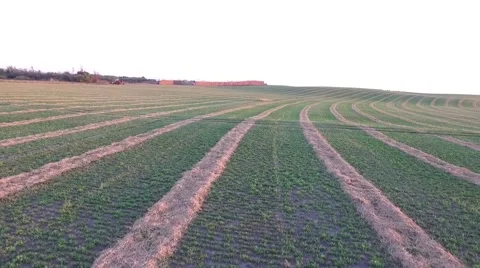 Aerial View of Alfalfa Field Stock Footage 64978596