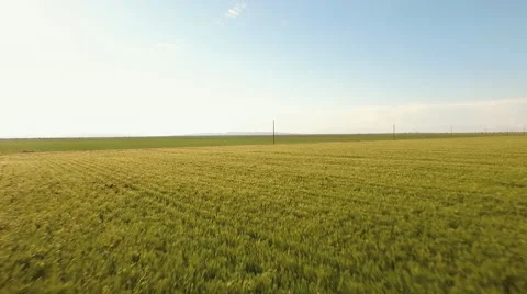 Aerial View of Alfalfa Fields Stock Footage 59581000