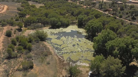 Aerial view of algae in Pond 4K Vídeos de archivo 107288088