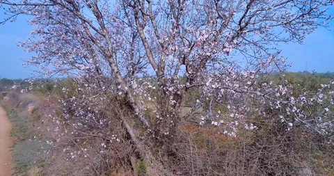 Aerial view of an almond tree Stock Footage 101095802