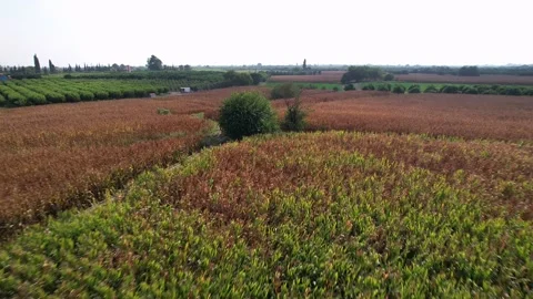 Aerial view of alone tree in the corn field or agricultural area. Stock Footage 209538820
