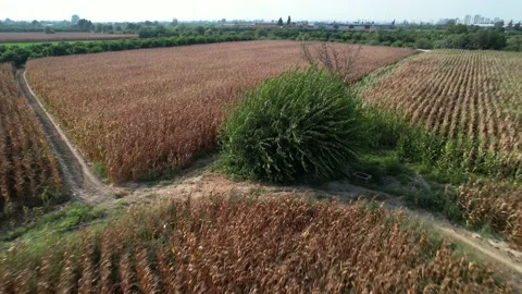 Aerial view of alone tree in the corn field or agricultural area. Stock Footage 209539928