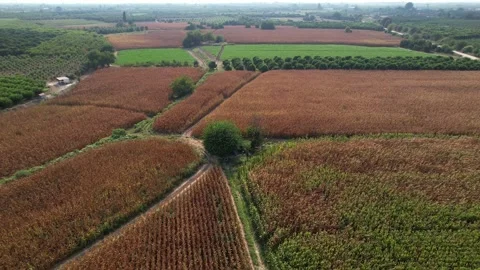 Aerial view of alone tree in the corn field or agricultural area. Stock Footage 209540605