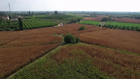 Aerial view of alone tree in the corn field or agricultural area. Stock Footage 209540925