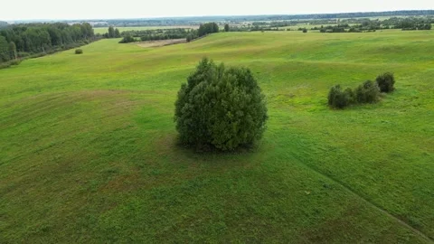 Aerial view alone tree on the green field. Stock-Footage 231781606