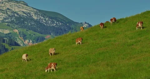 Aerial view of Alpine cows with bells in a meadow in the Swiss mountains. Cow on Stock Footage 301390612