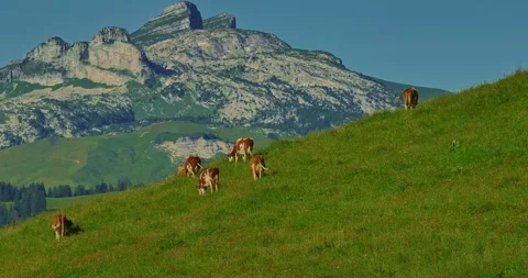 Aerial view of Alpine cows with bells in a meadow in the Swiss mountains. Cow on Stock Footage 311378560