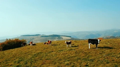 Aerial view of alpine cows in a green summer mountain field. Stock Footage 92050795