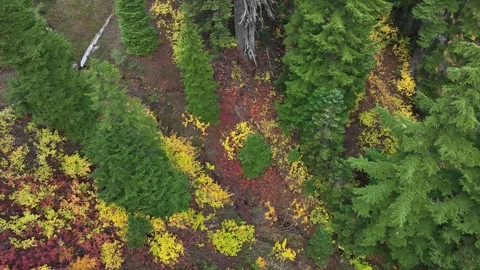 Aerial view of an alpine meadow, fall foliage, Pacific Northwest, USA Stock Footage 310679719