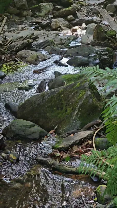 Aerial View of Alpine Stream Surrounded by Lush Green Mountains Video stock 312694099