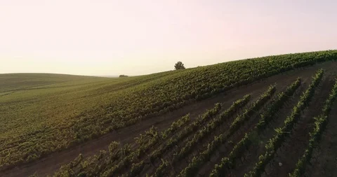 Aerial view: Amazing flying over the grape fields on the sunset. 4k Видео 103452011