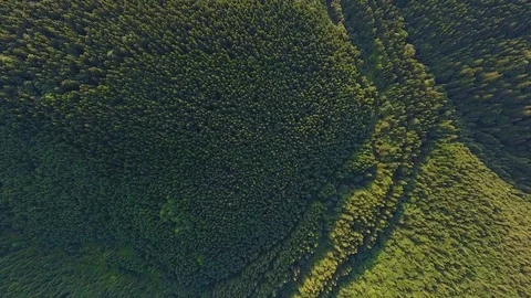 Aerial View: amazing pine forest Video stock 80223564