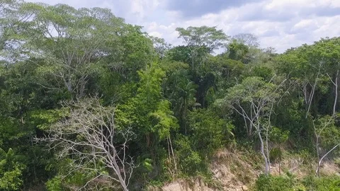 Aerial view of Amazon forest, Colombia. (4) Stock Footage 112586107