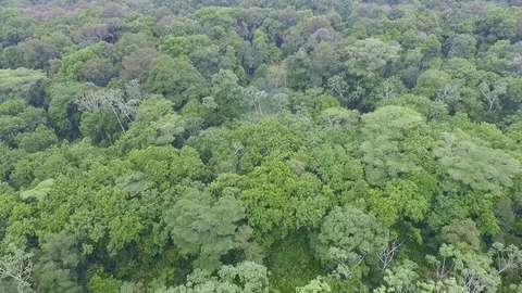 Aerial view of Amazon forest, Colombia. (13) Stock Footage