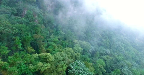 Aerial view amazon jungle and humid jungle Stock Footage 233008366