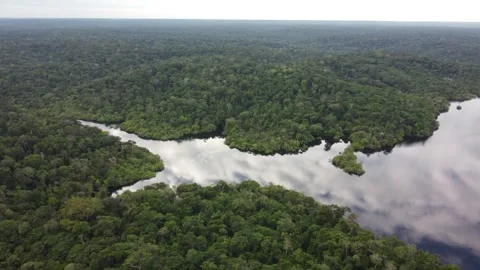 Aerial View of the Amazon Rainforest and Rio Negro, Brazil Stock Footage 339638639