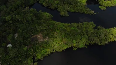 Aerial View of the Amazon Rainforest and Rio Negro, Brazil Stock Footage 339638704