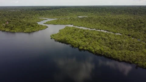 Aerial View of the Amazon Rainforest and Rio Negro, Brazil Stock Footage 339638731