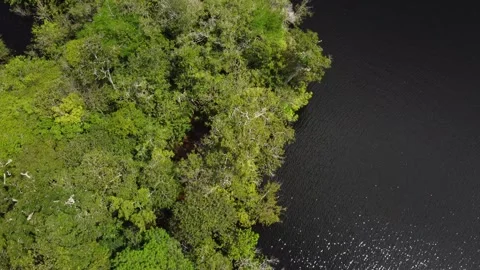 Aerial View of the Amazon Rainforest and Rio Negro, Brazil Stock Footage 339638791