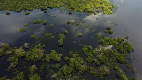 Aerial View of the Amazon Rainforest and Rio Negro, Brazil Stock Footage 339638826