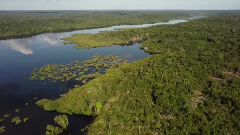Aerial View of the Amazon Rainforest and Rio Negro, Brazil Stock Footage 339638969
