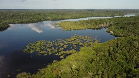 Aerial View of the Amazon Rainforest and Rio Negro, Brazil Stock Footage 339638970