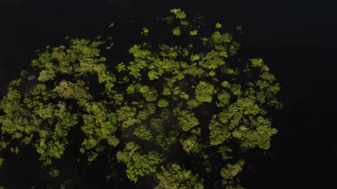 Aerial View of the Amazon Rainforest and Rio Negro, Brazil Stock Footage 339639013